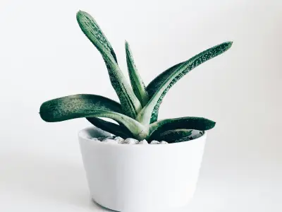 欧陆娱乐2